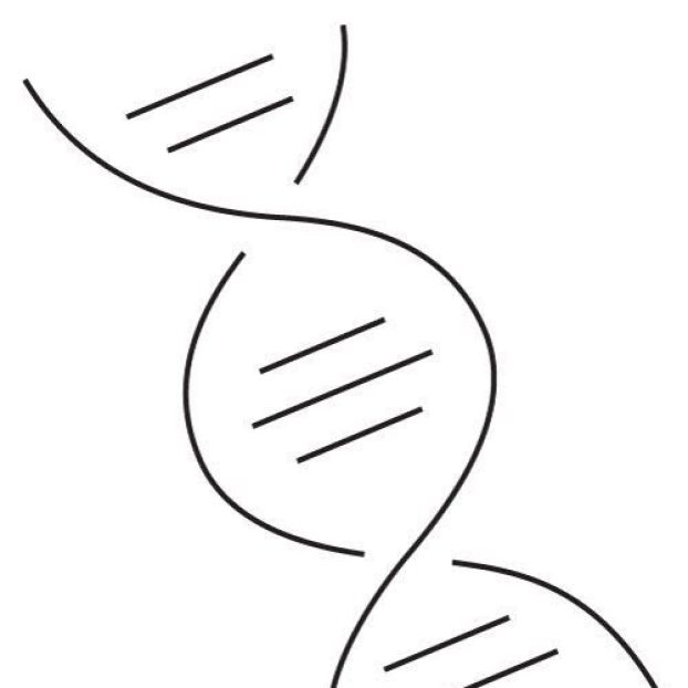 Androgen Sensitivity (DHT-related thinning)